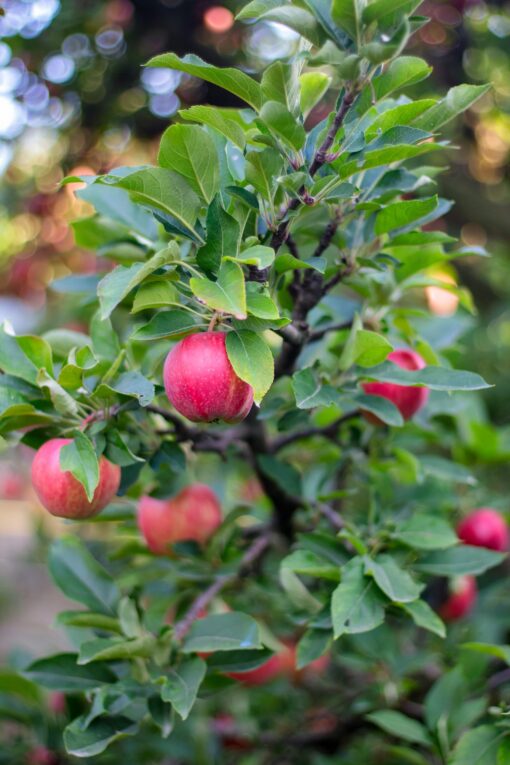 Red apples on a branch