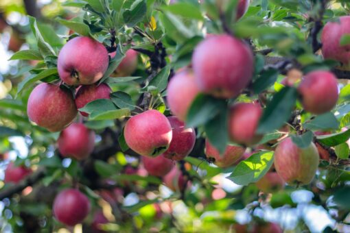 Fresh organic apples