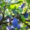Ripe plums on a branch closeup