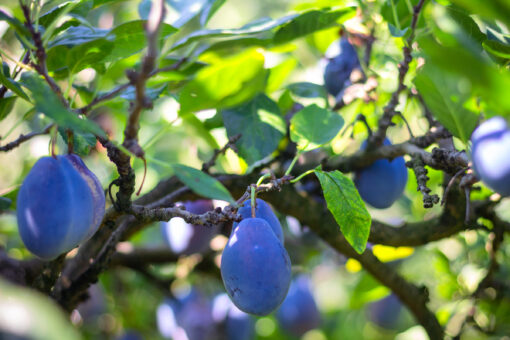 Ripe plums on a branch closeup