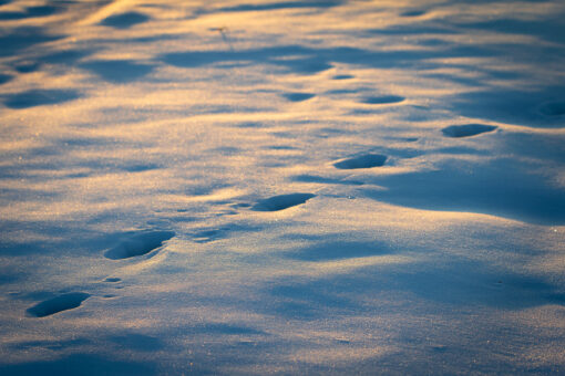 Snow field with footprints