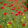 Poppies field