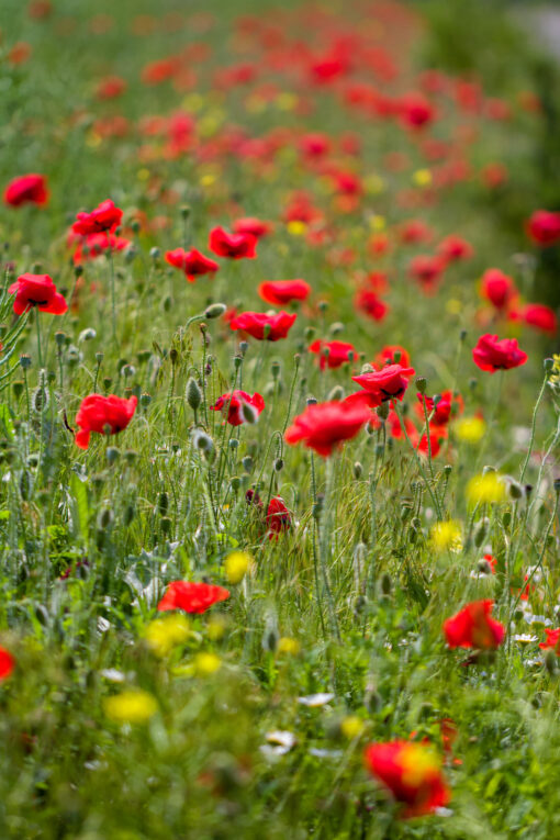 Poppies field