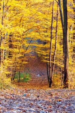 Autumn landscape with bright yellow foliage