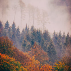 October morning with fog hanging over a forest