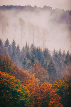 October morning with fog hanging over a forest