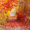 Bright red and yellow foliage along a forest path