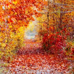 Bright red and yellow foliage along a forest path