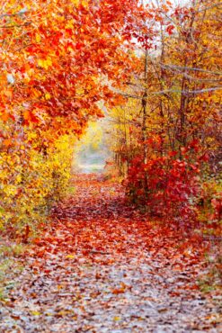 Bright red and yellow foliage along a forest path