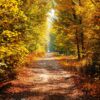 Forest road through yellow foliage