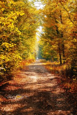 Forest road through yellow foliage