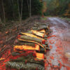 Firewood stacked by the road in fall