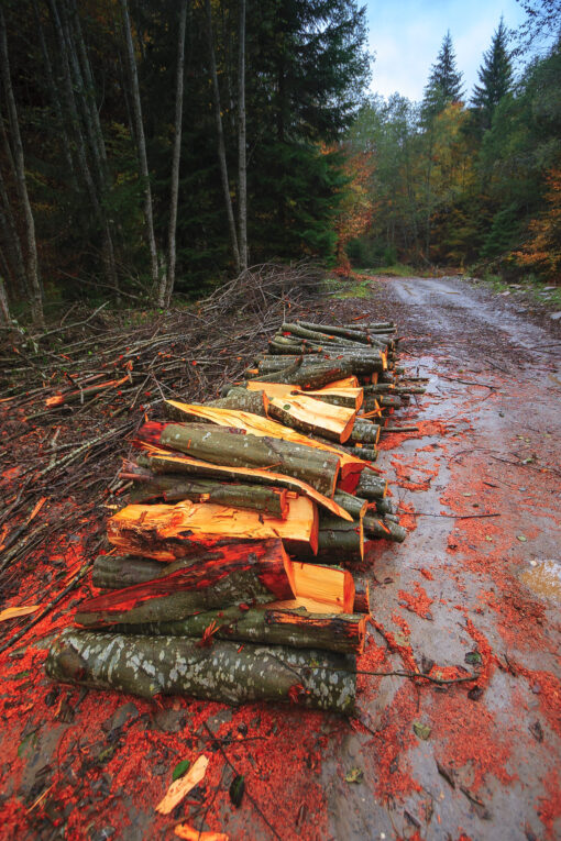 Firewood stacked by the road in fall